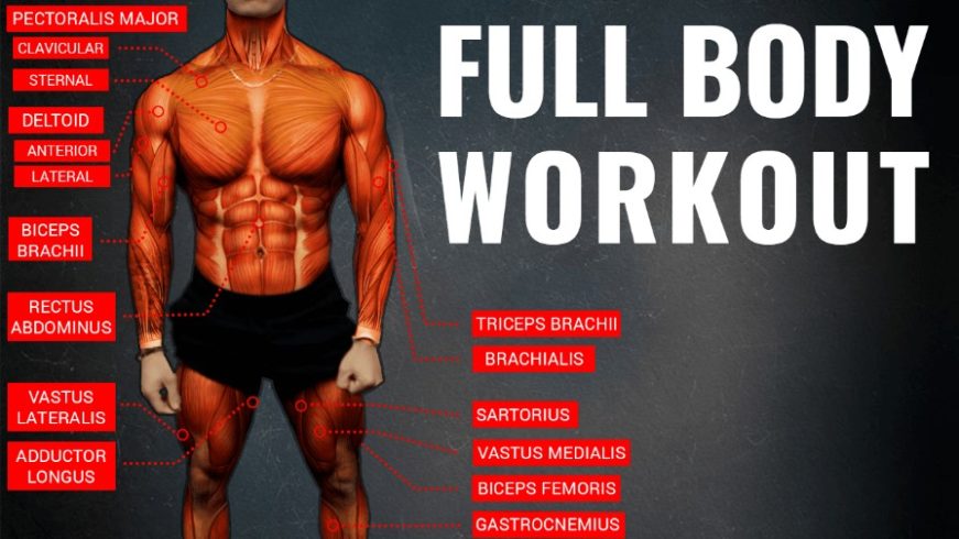 Bodybuilding anatomy book pdf